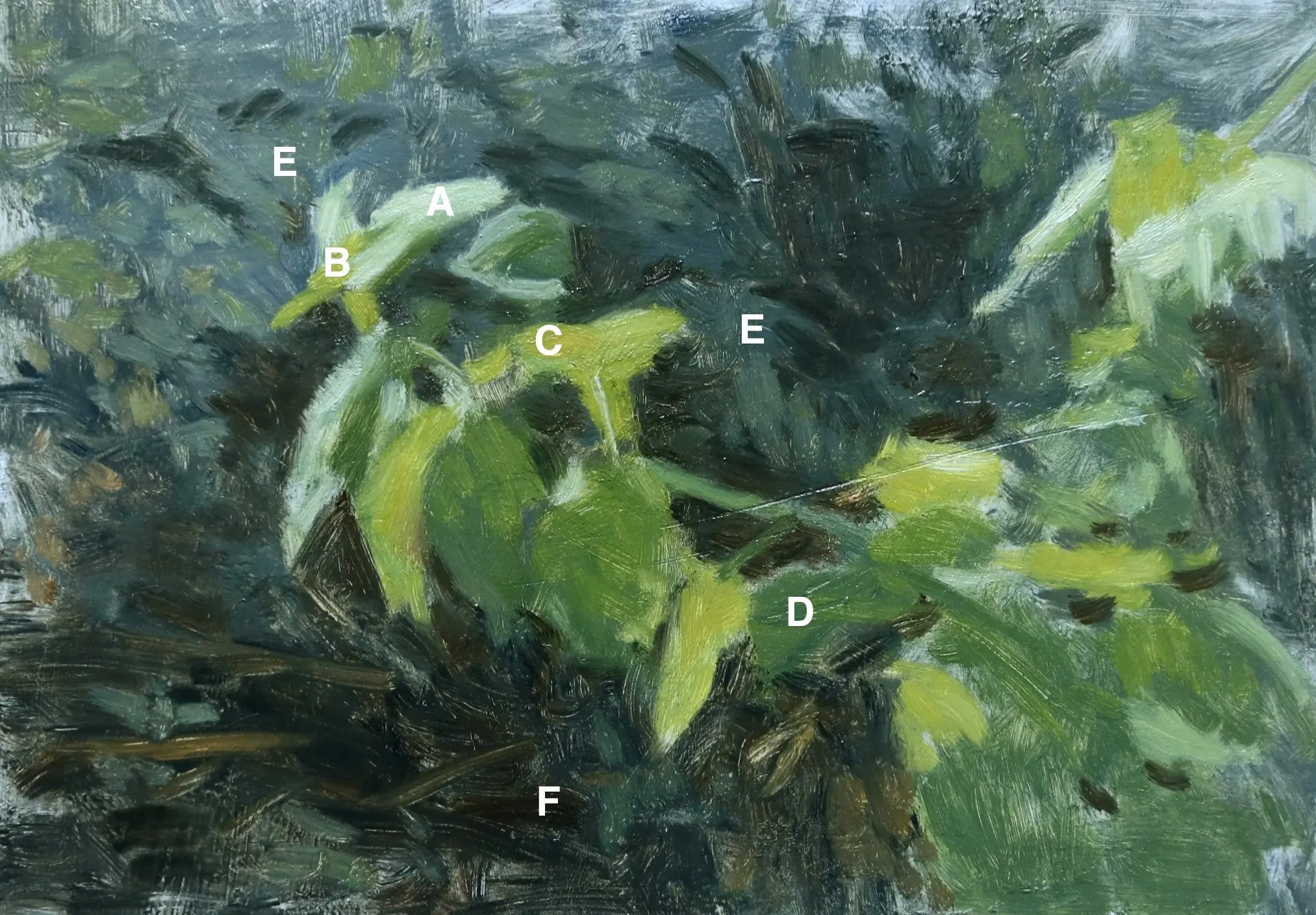 The Colour Clock demonstration with sunlight through leaves